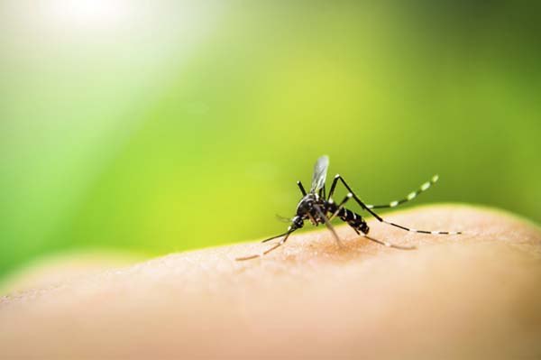 cách đuổi muỗi tự nhiên an toàn hiệu quả nhất